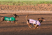 Weiner-Dog-Races-2018-164.jpg