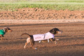 Weiner-Dog-Races-2018-165.jpg