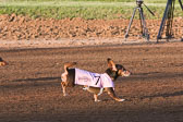 Weiner-Dog-Races-2018-166.jpg