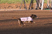 Weiner-Dog-Races-2018-167.jpg