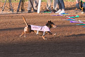 Weiner-Dog-Races-2018-168.jpg