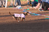 Weiner-Dog-Races-2018-169.jpg