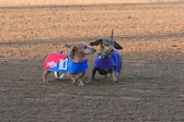 Weiner-Dog-Races-2018-171.jpg