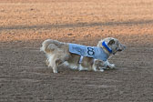 Weiner-Dog-Races-2018-172.jpg