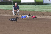 Weiner-Dog-Races-2018-179.jpg