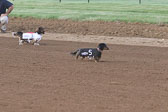 Weiner-Dog-Races-2018-180.jpg