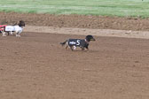 Weiner-Dog-Races-2018-181.jpg