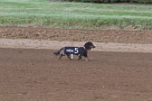 Weiner-Dog-Races-2018-182.jpg