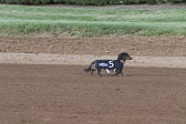 Weiner-Dog-Races-2018-184.jpg