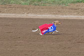 Weiner-Dog-Races-2018-185.jpg