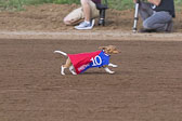 Weiner-Dog-Races-2018-188.jpg