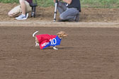 Weiner-Dog-Races-2018-189.jpg