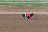 Weiner-Dog-Races-2018-191.jpg