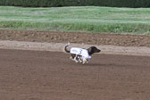 Weiner-Dog-Races-2018-193.jpg