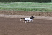 Weiner-Dog-Races-2018-194.jpg