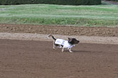 Weiner-Dog-Races-2018-195.jpg