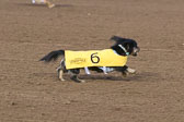 Weiner-Dog-Races-2018-196.jpg