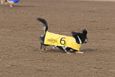 Weiner-Dog-Races-2018-197.jpg