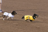 Weiner-Dog-Races-2018-198.jpg