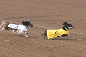 Weiner-Dog-Races-2018-199.jpg