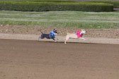 Weiner-Dog-Races-2018-214.jpg