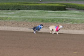 Weiner-Dog-Races-2018-215.jpg