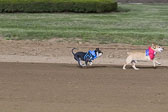 Weiner-Dog-Races-2018-221.jpg