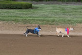 Weiner-Dog-Races-2018-222.jpg