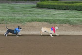 Weiner-Dog-Races-2018-224.jpg