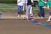 Weiner-Dog-Races-2018-228.jpg