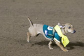 Weiner-Dog-Races-2018-230.jpg