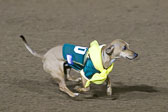 Weiner-Dog-Races-2018-231.jpg