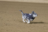 Weiner-Dog-Races-2018-232.jpg