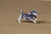 Weiner-Dog-Races-2018-233.jpg