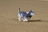 Weiner-Dog-Races-2018-234.jpg