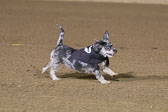 Weiner-Dog-Races-2018-235.jpg