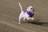 Weiner-Dog-Races-2018-238.jpg