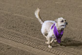 Weiner-Dog-Races-2018-239.jpg