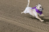 Weiner-Dog-Races-2018-240.jpg