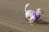 Weiner-Dog-Races-2018-241.jpg