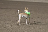 Weiner-Dog-Races-2018-243.jpg