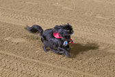 Weiner-Dog-Races-2018-280.jpg