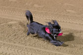 Weiner-Dog-Races-2018-281.jpg