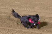 Weiner-Dog-Races-2018-282.jpg