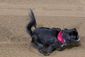 Weiner-Dog-Races-2018-284.jpg