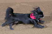 Weiner-Dog-Races-2018-285.jpg