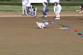 Weiner-Dog-Races-2018-287.jpg