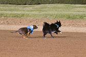 Weiner-Dog-Races-2018-288.jpg