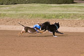 Weiner-Dog-Races-2018-289.jpg