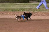 Weiner-Dog-Races-2018-290.jpg